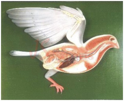 DEVELOPMENT OF CHICK